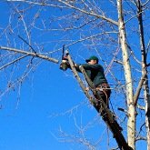 Tree Trimming