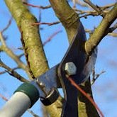 Tree Pruning